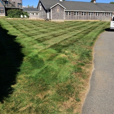 Lines on freshly mowed lawn