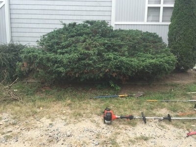 Shrub in need of trimming and styling
