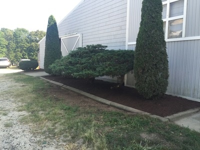Shrubs perfectly trimming with installation of garden bed with mulch