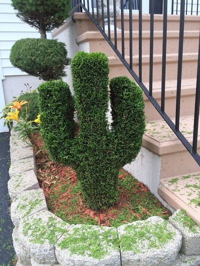 Custom, cactus shaped hedge trimming
