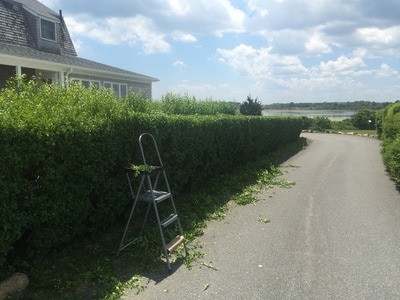 Hedge trimming in front of beach house