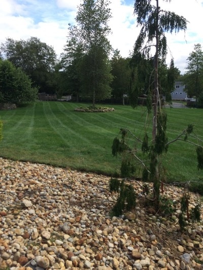 Freshly mowed lawn with lines