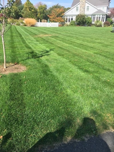 Lines on freshly mowed lawn